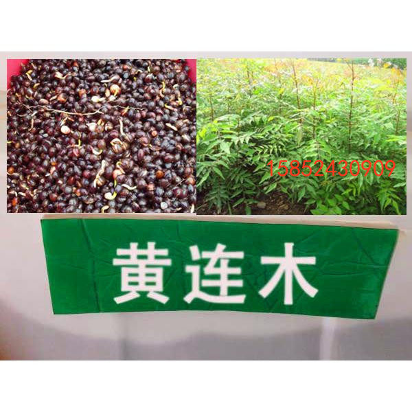 新采一级 黄连木种子 楷木 惜木 绿化行道林木苗木树种子包邮种业