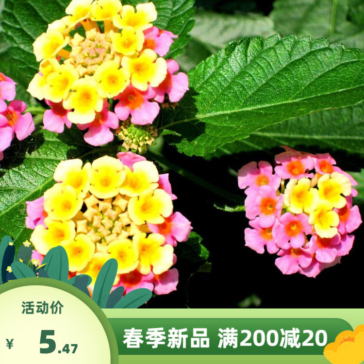五色梅种子五彩花五雷丹五色变色草马樱丹臭草七姐妹种籽