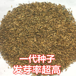 蒲公英种子 多年生野菜婆婆丁黄花地丁四季播可食用药用 种籽
