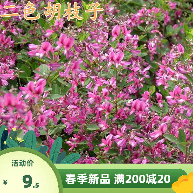胡枝子紫穗槐小冠花荆条猪屎豆刺槐银合欢爬山虎草坪护坡灌木种子