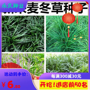 细叶大叶麦冬草种子玉龙草金边麦冬草籽日本矮麦冬种子绿化成品苗