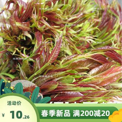 四季播红油香椿种籽香椿种子芽苗菜红椿树红香椿香椿树盆栽