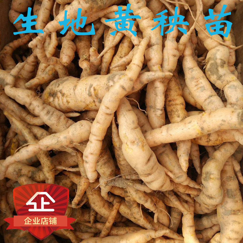 新采摘材种子 生地籽  生地黄种子生地黄种籽 生地黄种籽