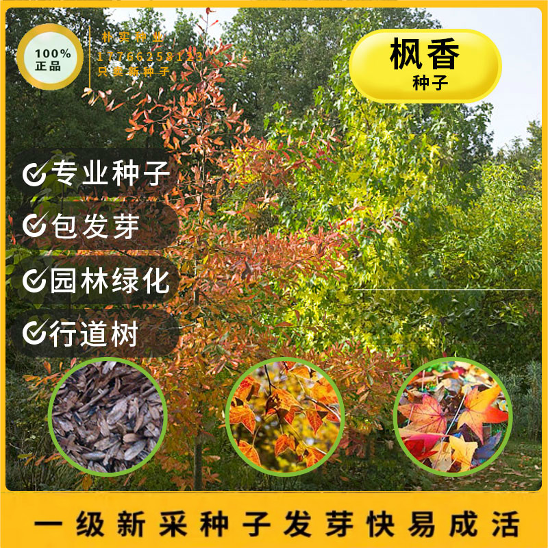 美国北美枫香树种子枫香种子风景树苗行道树园林绿化苗木林木种子