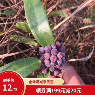 野生土茯苓种子 土茯苓苗 盆栽地栽红土苓硬饭头药材种子茯苓种籽