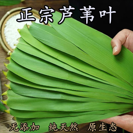 粽叶新鲜粽子叶大号野生芦苇叶特大天然老式包粽子专用农家苇叶