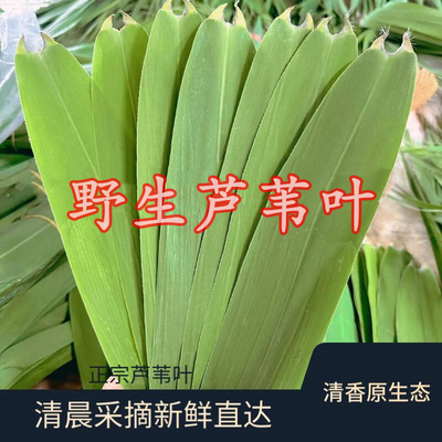 粽叶新鲜粽子叶包粽子专用芦苇叶