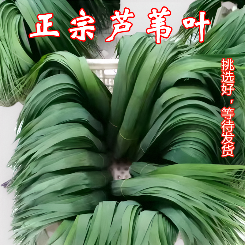 新鲜粽叶现摘大号粽子叶超香棕叶特大端午节包粽子专用野生芦苇叶