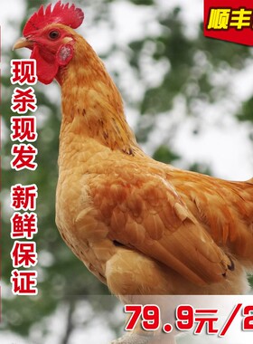 2只正宗农家散养未打鸣童子鸡小公鸡土鸡走地鸡仔鸡草鸡现杀鸡肉