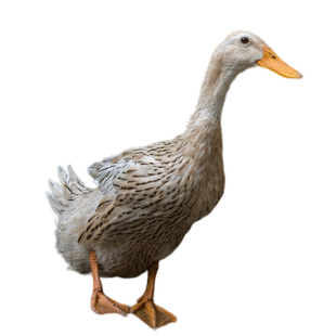 农家散养 3年老鸭土鸭子 水鸭散养麻鸭新鲜现杀鸭肉老鸭汤净2.5斤