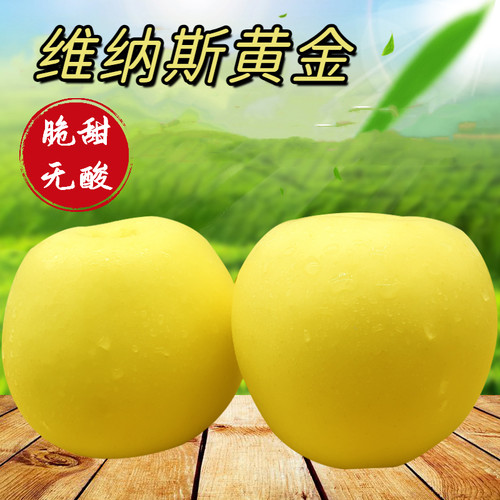 5斤包邮 当季现摘维纳斯黄金 脆甜无酸味黄苹果 非奶油富士
