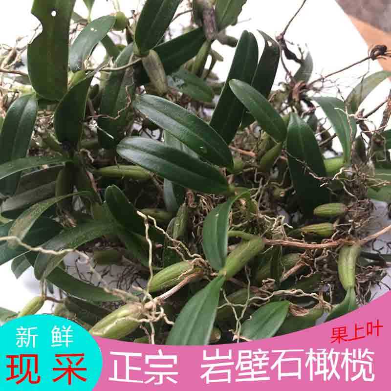 石橄榄 岩壁果上叶 新鲜现采 石仙桃炖汤 福建闽南特产500g包邮