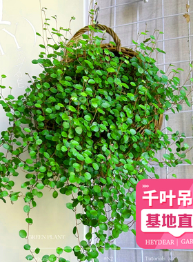 千叶吊兰 盆栽鲜活观叶植物烘焙糕点装饰蛋糕点缀绿植水培千叶兰