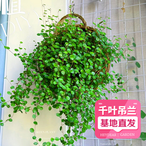 千叶吊兰盆栽观叶植物绿植