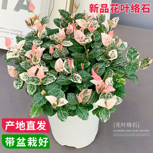 花叶络石四季常绿好养绿植