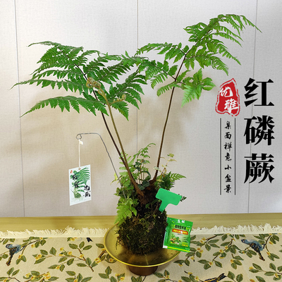 蕨类水培植物盆栽红磷蕨苔藓球