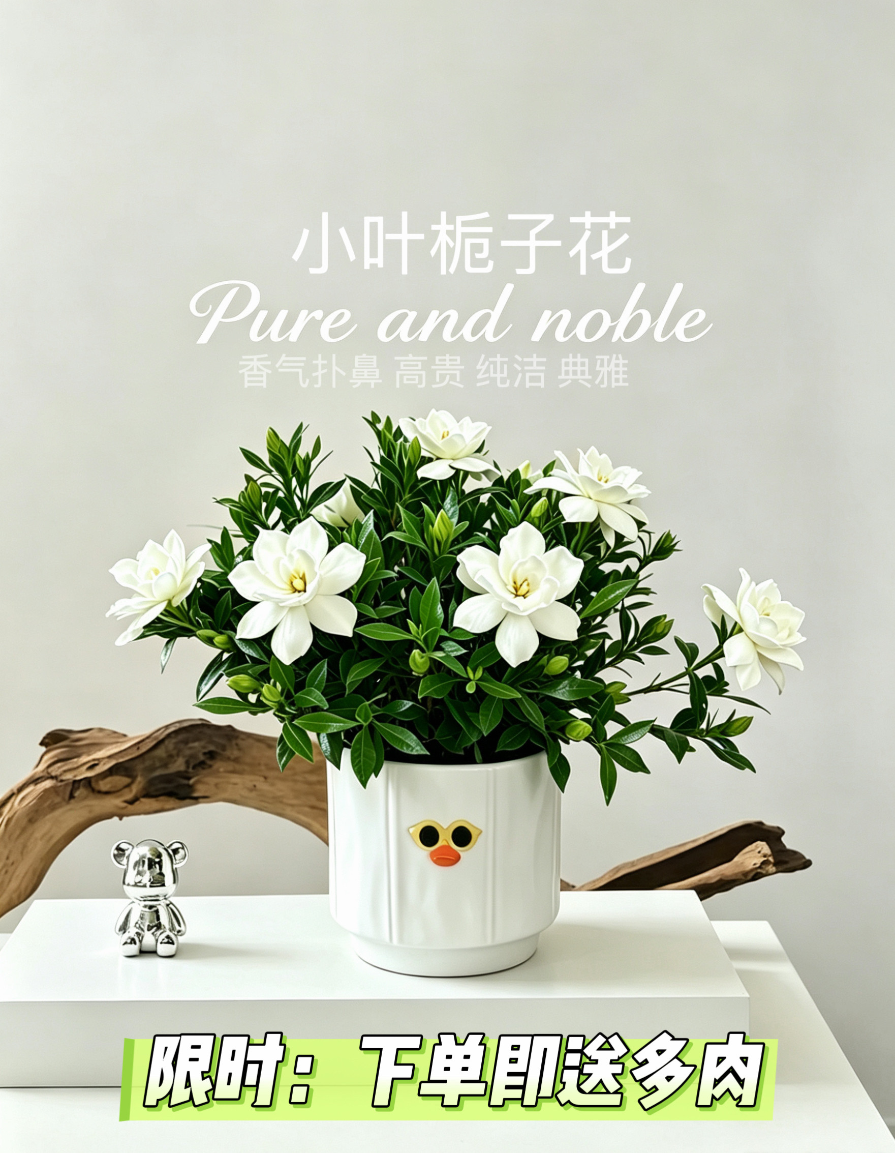 桌面绿植花卉室内盆栽工位绿植小叶栀子花懒人好养办公室四季客厅
