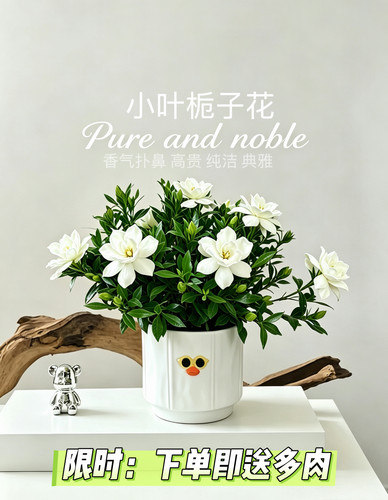 桌面绿植小盆栽室内植物工位创意绿植小叶栀子好养办公室客厅高档