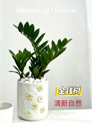 桌面绿植小盆栽室内植物工位绿植创意礼物花卉金钱树好养客厅高档