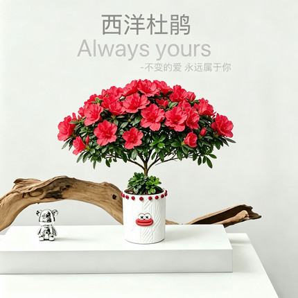 桌面绿植小盆栽室内植物工位绿植创意花卉重瓣杜鹃好养客厅高档