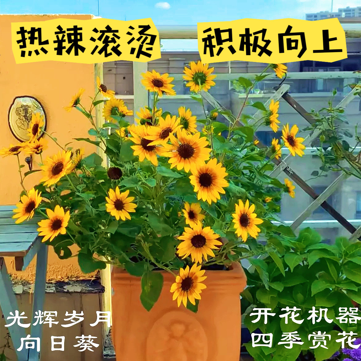 光辉岁月向日葵盆栽室内外阳台四季开花多头耐热花卉植物太阳花苗