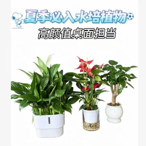 预定大额有价券