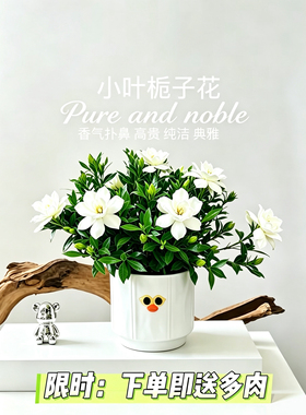 桌面绿植小盆栽室内植物小叶栀子花工位创意绿植茉莉办公室高档
