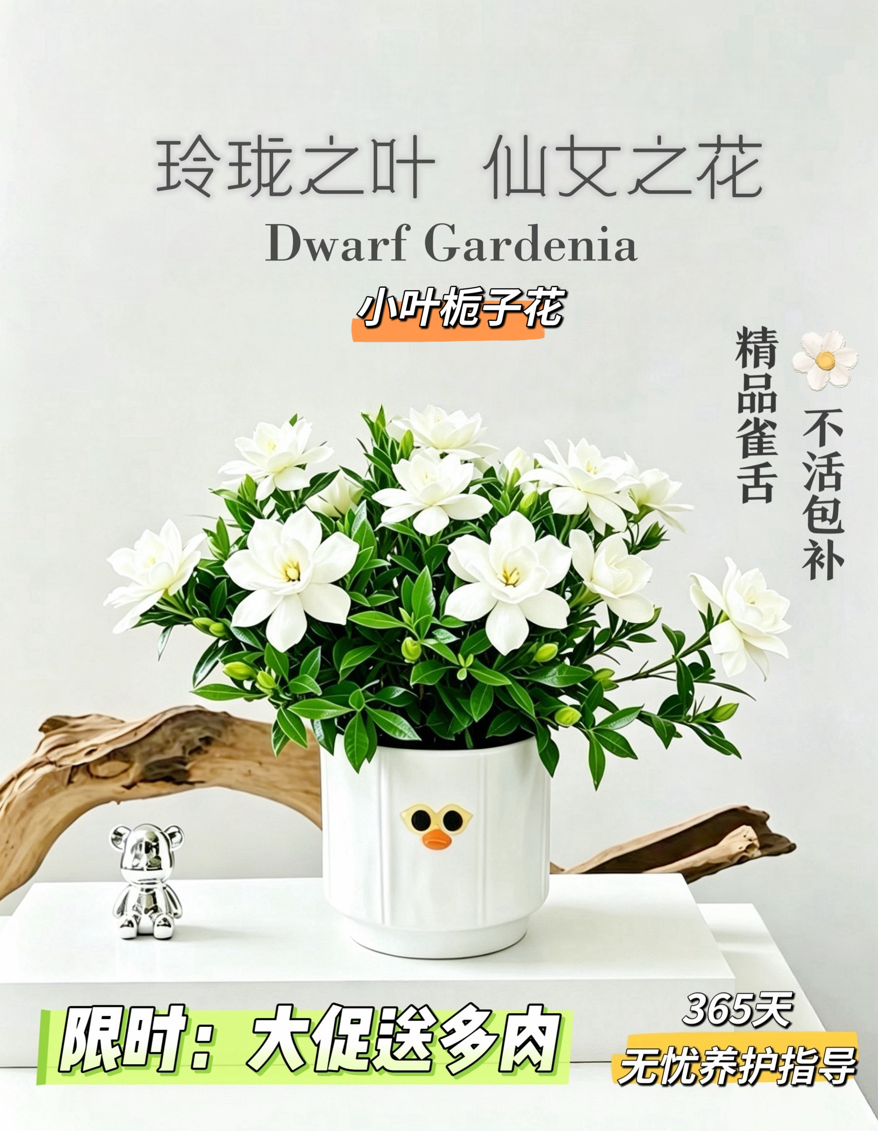 桌面绿植小盆栽小叶栀子花盆栽工位小绿植室内植物带花苞反复开花