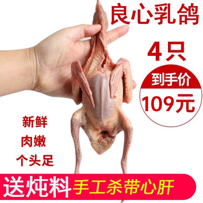 新鲜现杀4只六两以上包邮乳鸽