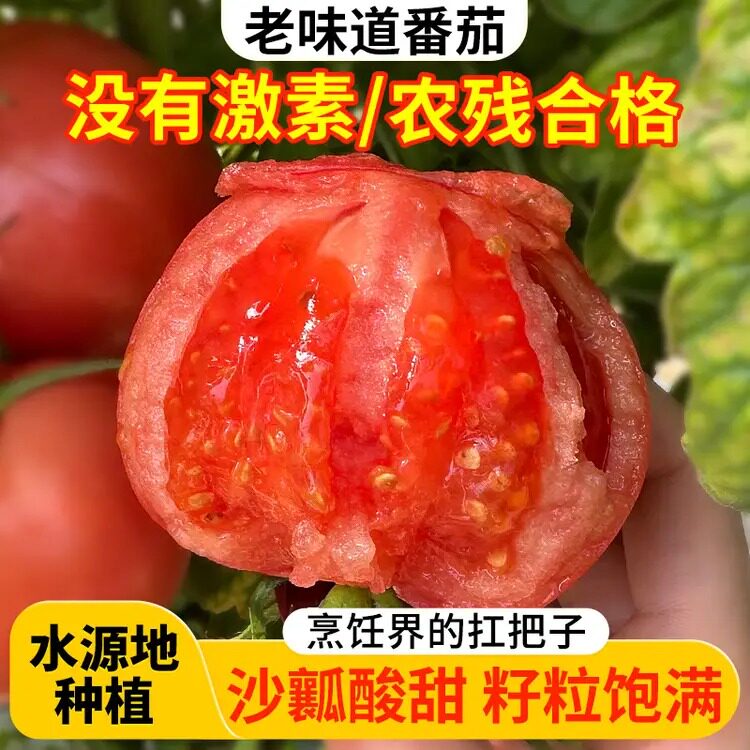 普罗旺斯黄金籽番茄西红柿5斤新鲜当季蔬菜果园沙瓤水果番茄包邮