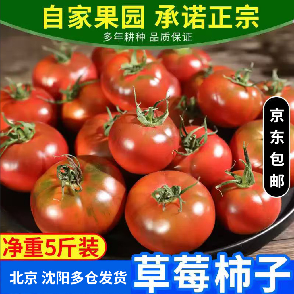 正宗草莓西红柿生吃沙瓤番茄5斤自然熟碱地丹东铁皮柿子顺丰包邮