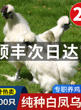 乌鸡新鲜现杀白凤整只公鸡泰和黑骨鸡顺丰包邮泰和乌骨鸡农家散养