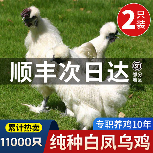 整鸡现杀白凤泰和农家散养包邮