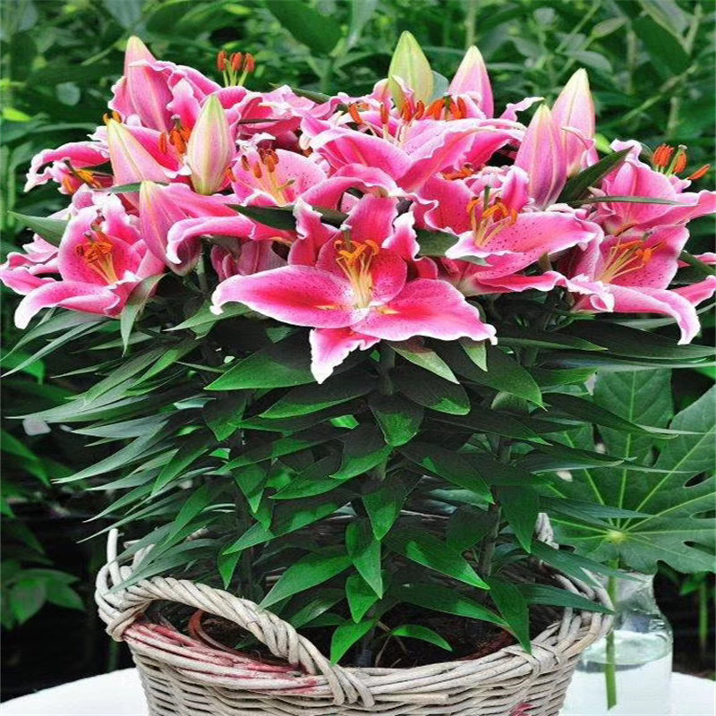 进口香水百合花种球盆栽花卉绿植物室内好养活四季开花苗易活花种