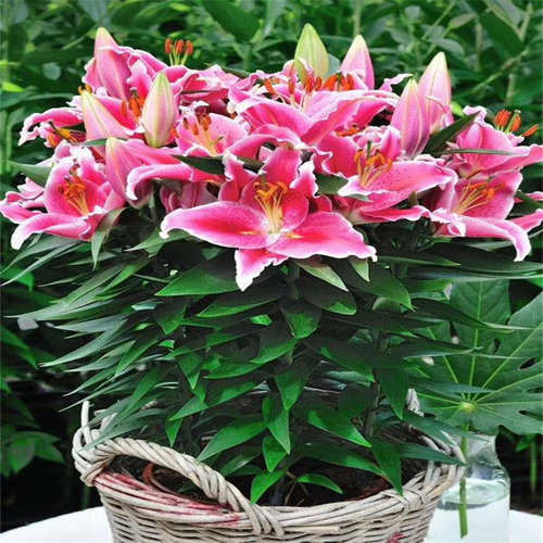 进口香水百合花种球盆栽花卉绿植物室内好养活四季开花苗易活花种