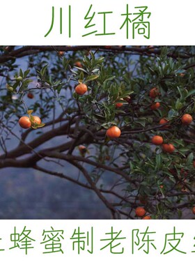 四角山川红橘老陈皮茶土蜂蜜炙发酵5年以上 温和补益不上火买3送1