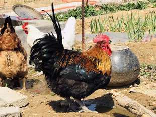 不加任何激素喂养的正棕跑山鸡营养新鲜真空包装 4.5斤左右一只