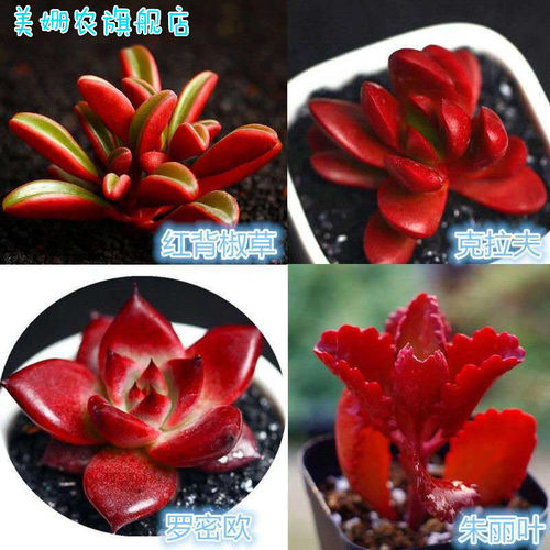 多肉植物蓝豆价格 多肉植物蓝豆图片 星期三