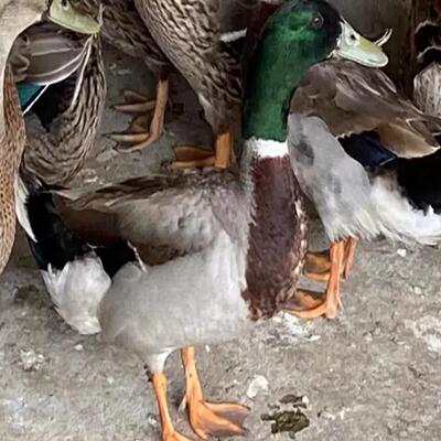 放养新鲜整只现杀土鸭