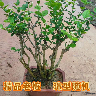 横县重瓣茉莉花盆栽老桩浓香型可泡茶花卉植物庭院室内四季好养活