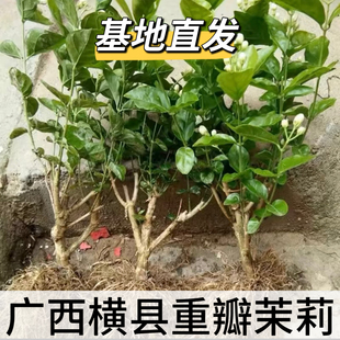 横县重瓣茉莉花苗盆栽绿植四季花卉浓香老桩可泡茶庭院阳台好养活