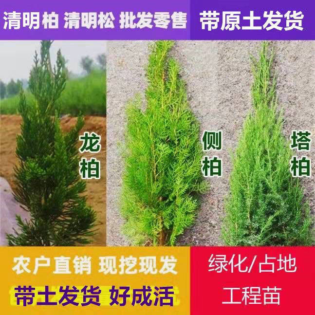 松柏树苗柏树苗庭院室外塔柏苗侧柏树苗龙柏树苗四季常青绿化苗木