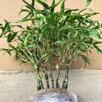 盆栽绿植佛肚竹四季常青客厅趣味