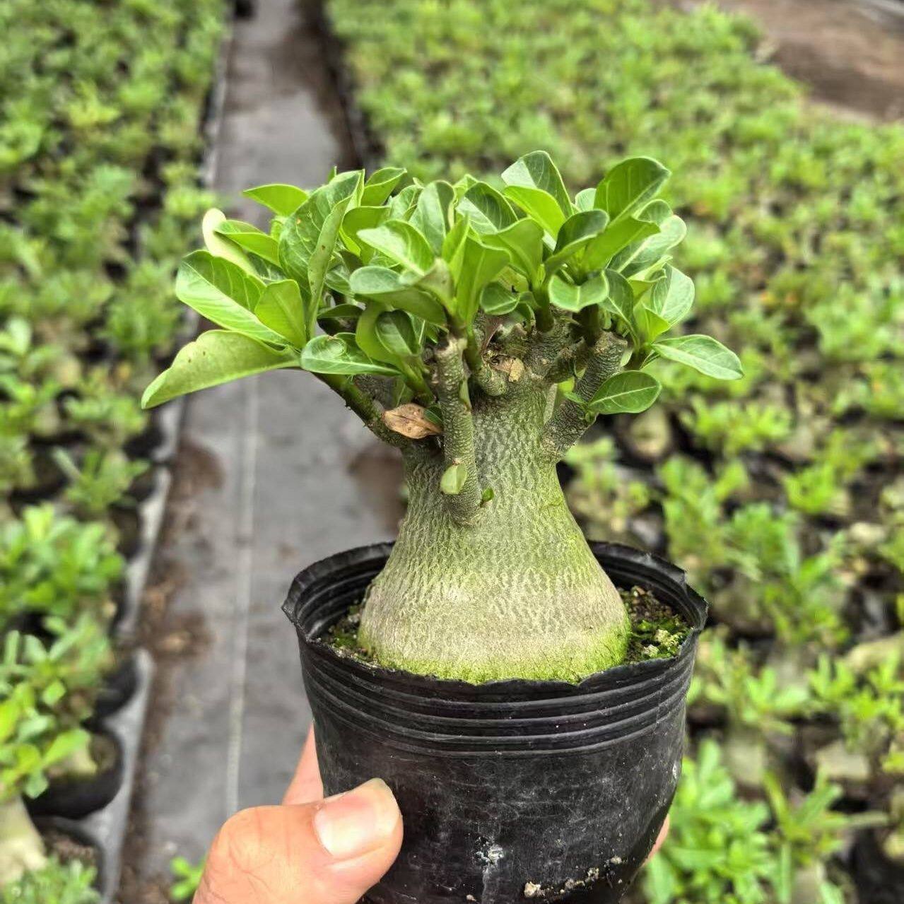 沙漠玫瑰玫瑰花盆栽绿植重瓣庭院