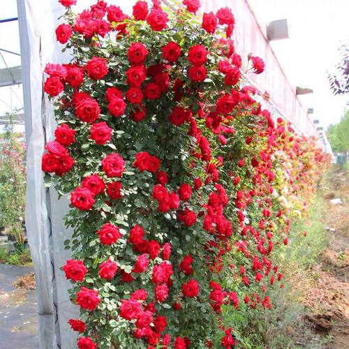小女孩月季花月季红宝石小花藤本阳台植物庭院四季开花盆栽花卉