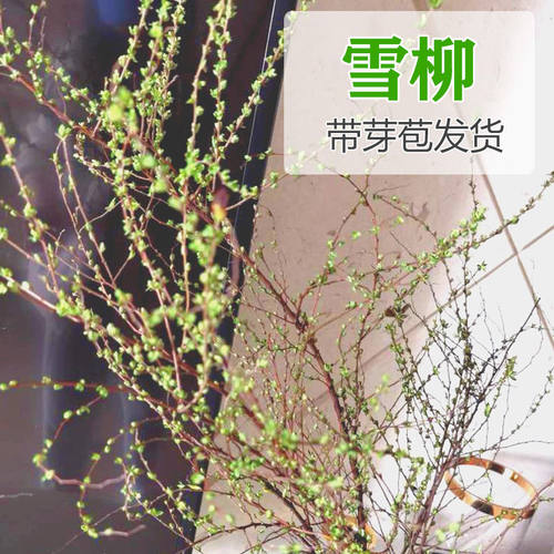 雪柳干枝水养鲜支带芽喷雪花冬季室内客厅桌面盆栽年宵水培花卉