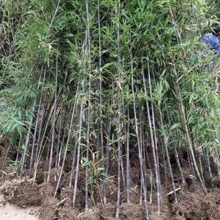 紫竹苗根青竹苗根金镶玉竹根苗早园竹根佛肚竹根凤尾竹根斑竹根
