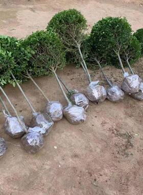 小叶女贞四季常青庭院别墅绿化苗盆栽地栽室外耐寒植物小叶女贞