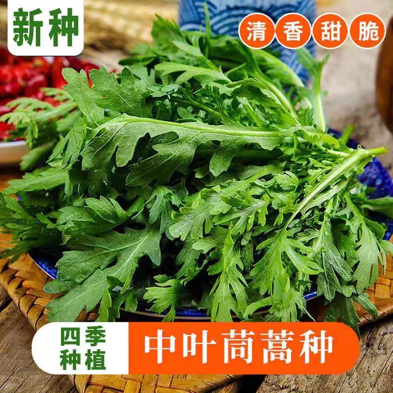 大叶茼蒿种子四季皇帝菜种籽青菜阳台盆栽蔬菜秋冬季耐寒高产包邮