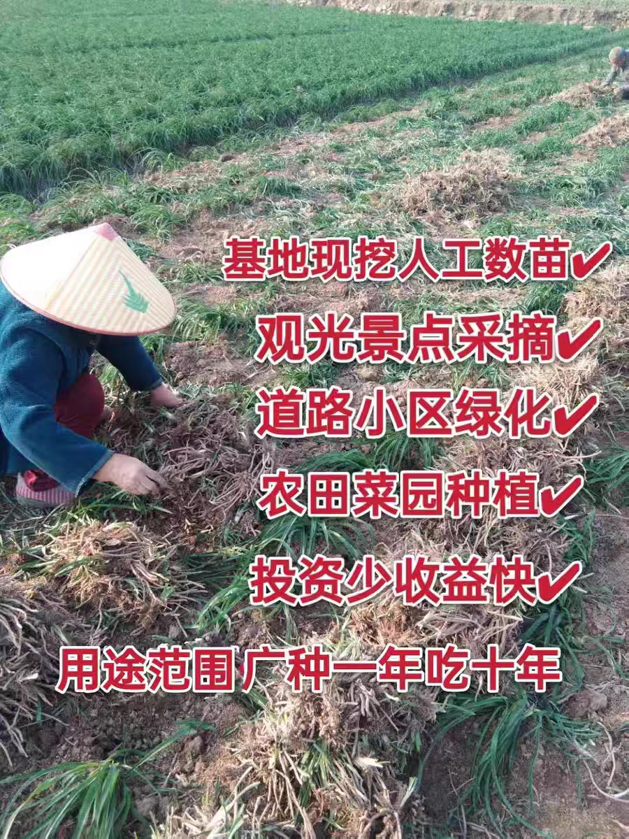 黄花菜种苗金针菜苗四季可种易活高产食用观赏基地现挖直发包活4图片